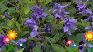 Клематис гибридный Сизая Птица. Краткий обзор, описание характеристик clematis Sizaia Ptitsa