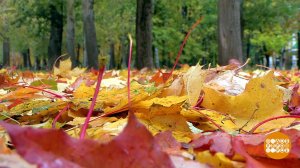 Золотая осень и никакой хандры! Доброе утро. Фрагмент выпуска от 07.10.2019