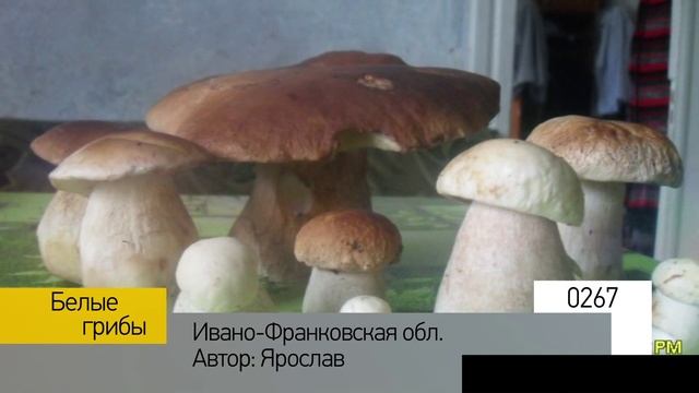 Фотоальбом - Тихая охота №54 смотреть онлайн