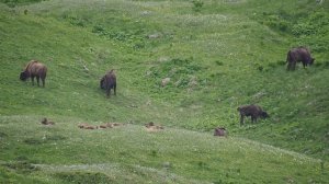 Много зубров. Учет медведей 2018 в Кавказском заповеднике. Часть 2.