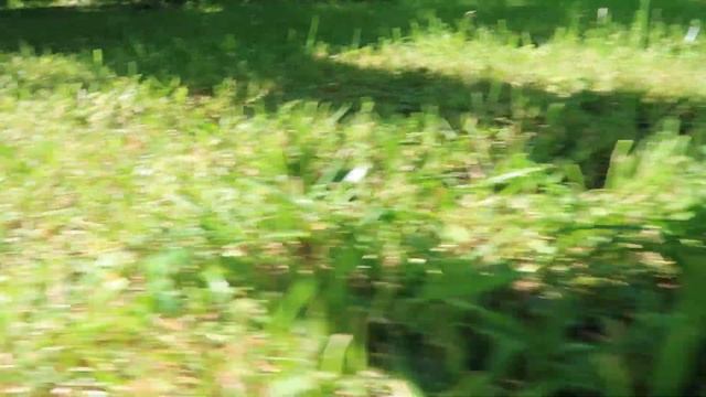 Новые приключения СЫРКА ХОМЯК В ШАРЕ гуляет на УЛИЦЕ CUTE HAMSTER VS CATS AND DOGS смотреть онлайн