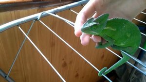 Чем кормить хамелеона. Можно давать клубнику.. Chameleon eats strawberry.