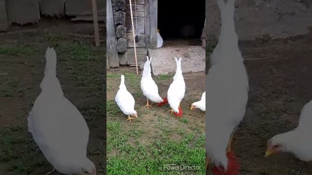 Леггорн (B 33) смотреть онлайн