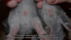 Секреты определения пола у хомяков