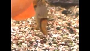 Сом Павлиний Глаз