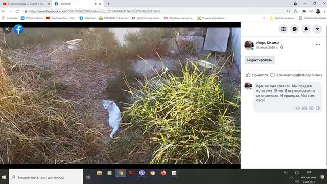 Пятый котенок. Как это было. Ровно год назад. 18.07.2020 смотреть онлайн