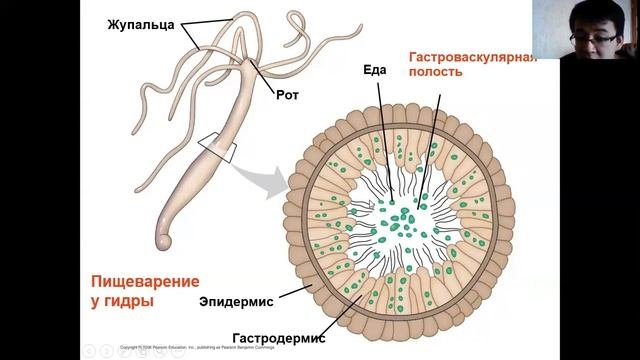 Урок 3. Пищеварительная система. Этапы обработки пищи