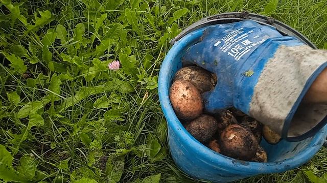 Домик в деревне.  Подкапываем картошечку. Три куста ведерко полное.