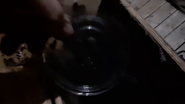 Дендробена Венета, самое начало.