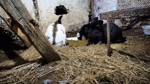 Кролики в яме  О норах Growing rabbits at home