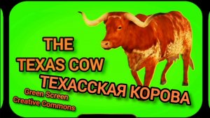 Техасская корова видео Green Screen футаж. Хромакей анимация на зелёном фоне.