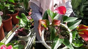 HARGA TERBARU ANTHURIUM BUNGA