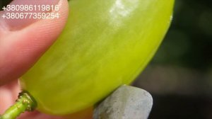 🍇 РАМЗЕС РАННІЙ ВИНОГРАД