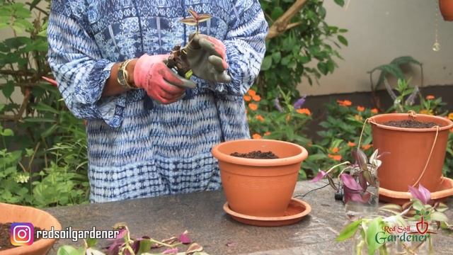 The Inch Plant - Tradescantia Zebrina | Wandering Jew | Propagation смотреть онлайн