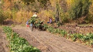 Уборка свеклы. Мотоблок Forte-105 с прицепом.