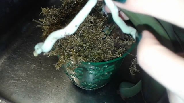 Как отделить детку от материнского растения смотреть онлайн