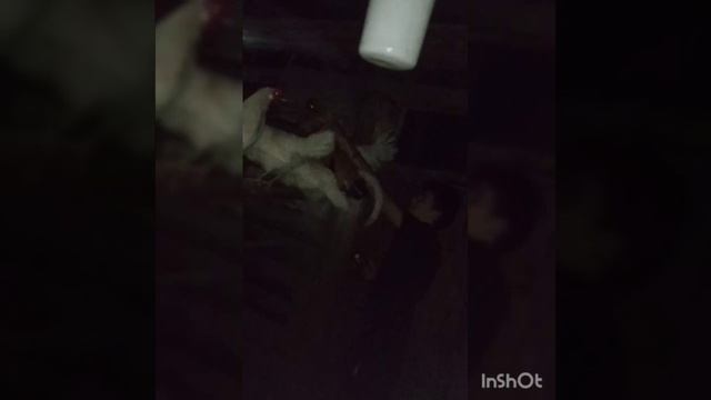 КАК ПРАВИЛЬНО ЗАВЕСТИ БУДИЛЬНИК У ПЕТУХА!!! смотреть онлайн