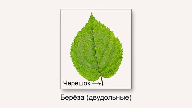 Классы цветковых растений