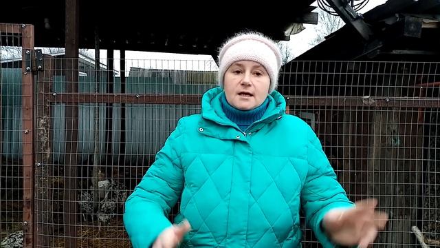 Расклев яиц у кур. Причины и мои решения.