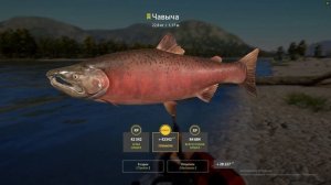 Русская Рыбалка 4, РР4, река Яма, Чавыча.