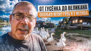 Гуси на ферме: вес в 2 месяца, кормление и уход🐥🌾"Мое Подворье.