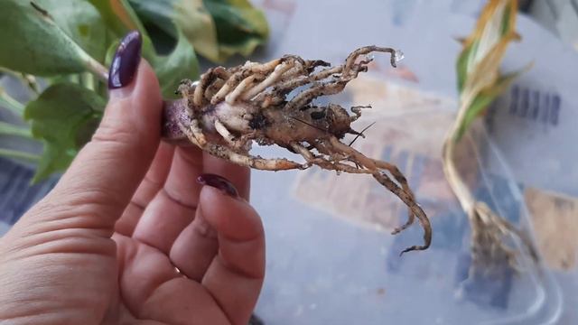 Домашняя круговерть: Посылка вторая - печальная( смотреть онлайн