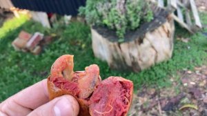 African star apple tasting