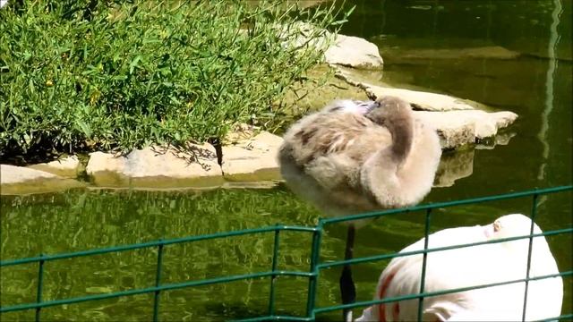 Семья розовых фламинго с подрастающими малышами.(ч.1). 24.08.21 г. смотреть онлайн