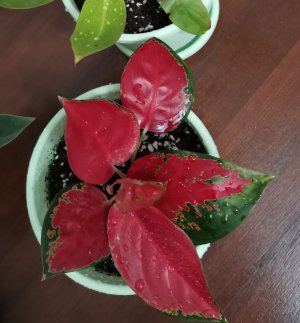 Ароидные. Обзор после пересадки.