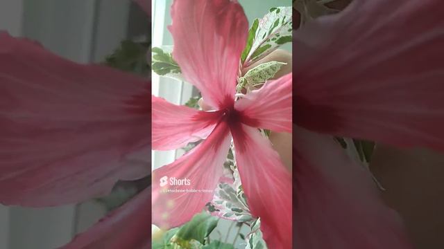 Гибискус пестролистный #гибискус #цветы #flowers