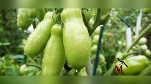 Сорт томатов "дрова" или вид помидоров, который принимают за перцы