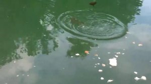 Запретная крупная рыба!