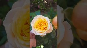 Цветение розы Вувузела.