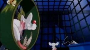 Эй, Брейн, чем мы будем заниматься сегодня вечером?