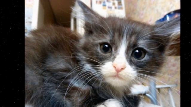 ОТРАВЛЕННЫЙ котенок не понимал, что с ним происходит смотреть онлайн