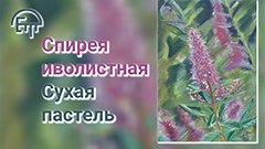 Спирея иволистая. Сухая пастель