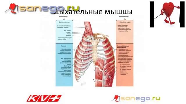 Влияние скандинавской ходьбы на дыхательную систему.mp4