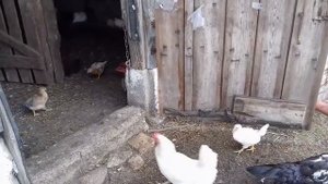 Каннибализм у цыплят. Как бороться с расклевом у кур?