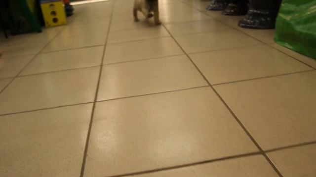 мопсы первые прививки как это делаю я смотреть онлайн