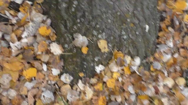 Рядовка лиловоногая или синеножка, Зимний опенок или фламмулина смотреть онлайн