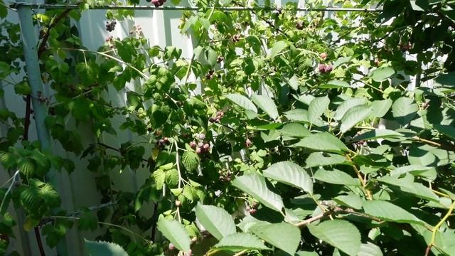 Одесса❤МАЛИНА пурпурная ГЛЕН КОЕ фиолетовая МАЛИНА пурпурноплодная смотреть онлайн