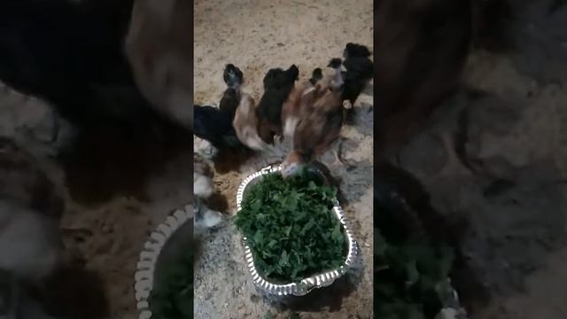 Кормление месячных курчат. смотреть онлайн