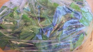 Сохраняем щавель...до зимы