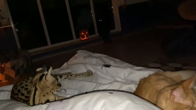 ПЕРВАЯ НОЧЬ С КОТАМИ В НОВОМ ДОМЕ / Тамарины отмечают День тыквы смотреть онлайн