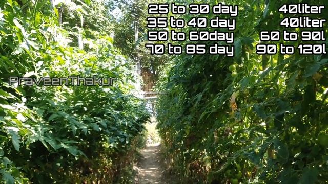 A to z Tamatar Ki Kheti Part 3 | Full Tamatar Ki Kheti | Hybrid Tomato Farming | Praveen Thakur