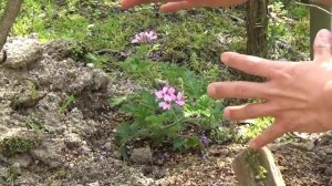 春のおすすめハーブ(アッタルローズゼラニウム)～デンのハーブガーデンより～自然のハーバルライフ-HERB-Japanese Herb Garden