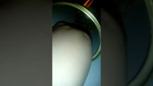 Чем кормить шиншиллу после родов?