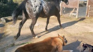 3 razones de porque se tropieza un caballo, como solucionar un caballo que se tropieza.