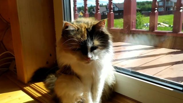 My morning routine (дача) смотреть онлайн