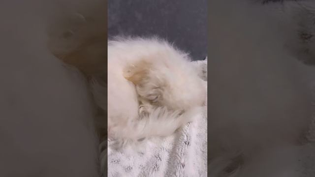 Собаку нужно охранять)))